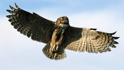 Great Horned Owl - Colorado