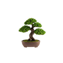 mini bonsai tree planter