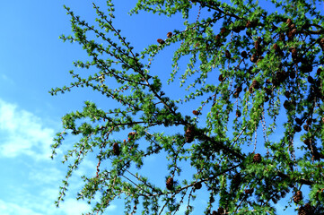 Young green branch of larch Close up. spring growing season.