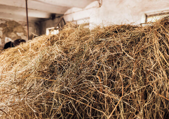 Hay Bale Close Up for Animal Feed and Rural Farm Life with Horses and Livestock