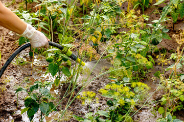 a woman's hand in a glove waters a garden bed with peppers and dill from a hose