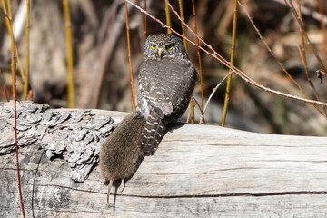 Northern Pygmy Owl