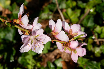 peach blossoms bloom in spring sunlight, showcasing delicate pink petals and fresh greenery in a garden setting