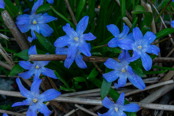 Bright blue flowers bloom amidst green foliage in a garden during early spring, showcasing nature's beauty after rainfall