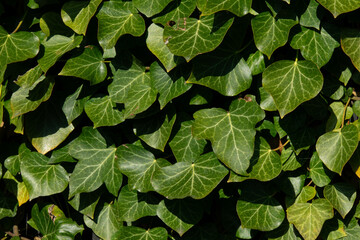 Lush green ivy leaves cover a garden wall in bright sunlight during a warm afternoon