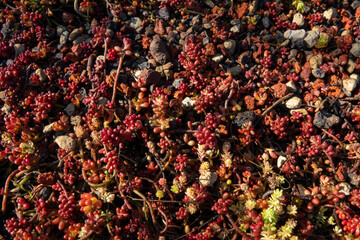 Colorful succulents growing abundantly over a rocky surface on a sunny day in a natural setting