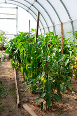 Sweet bell peppers, red paprika plants growing in greenhouse, bio farming. Vertical orientation.