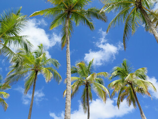 Fototapeta premium Palm Trees Against a Bright Blue Sky