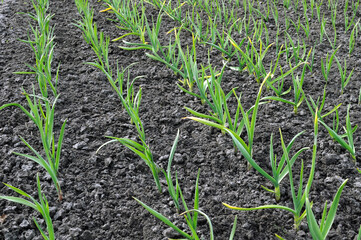 agricultural field - organically cultivated garlic plantation