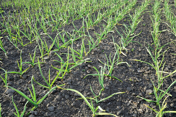 agricultural field - organically cultivated garlic plantation in sunny day