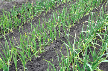 agricultural field - organically cultivated garlic plantation