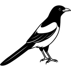 One-Line Magpie Vector Sketch