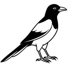 Obraz premium One-Line Magpie Vector Sketch