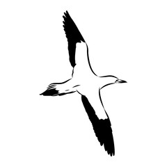 booby. Line drawing. Black and white illustration. Vector.