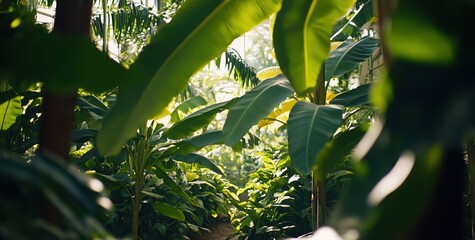 Lush tropical plants in a greenhouse