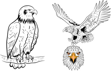 Obraz premium Eagle bird silhouette Black and white drawing editable vector illustration