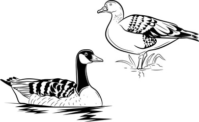 Goose Water & Shore Birds silhouette Black and white drawing editable vector illustration with white background