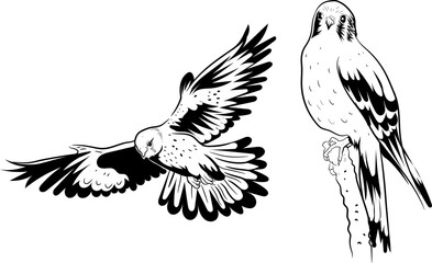 Kestrel Bird of prey silhouette Black and white drawing editable vector illustration