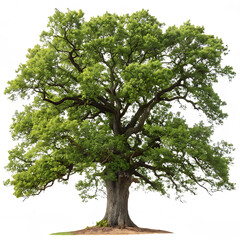 Obraz premium Majestic oak tree with green leaves isolated on white background