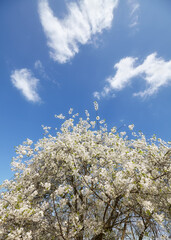 A blooming apple tree against the sky.