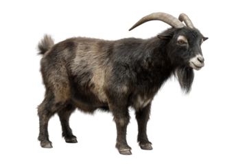 A goat standing on black void isolated over png transparent background	