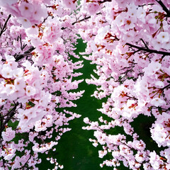Overhead shot of cherry blossoms forming a pastel tunnel.