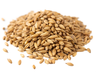 Pile of malted barley grains studio shot isolated on white background