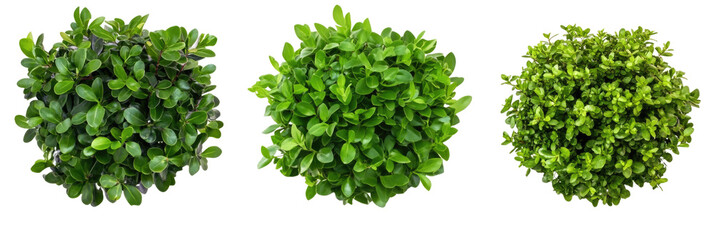 Three Varieties of Lush Green Hedge Plants for Landscaping and Gardening on transparent background