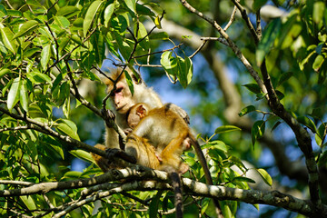macaque monkey in the tree on a safari in sri lanka