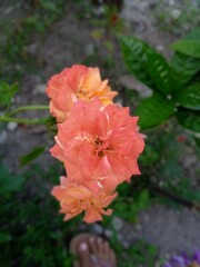 Orenge rose