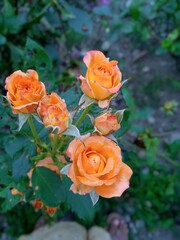 Orenge rose
