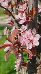 Obraz premium Delicate pink cherry blossoms in full bloom against a tree trunk with soft sunlight and vibrant green in the background. The image represents fleeting beauty, renewal and the essence of spring