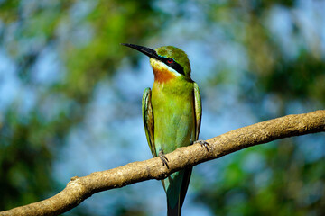 blue-tailed bee-eater bird in yala national park