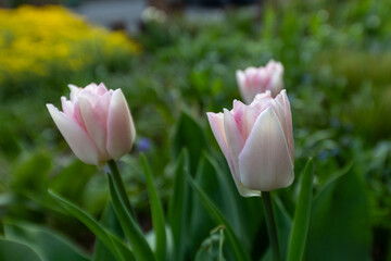 Pink tulips blooming in spring garden with blurred background