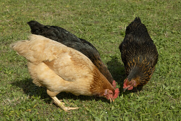 Poules rousse et noire	