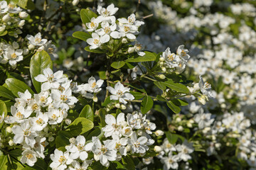 Choisya ternata 