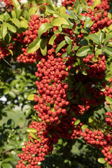 Baies rouges de pyracantha en automne	