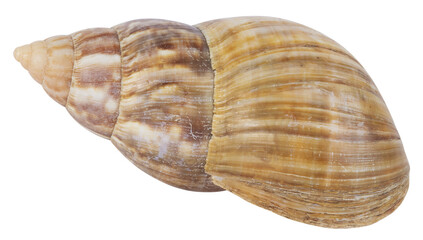 Coquillage	