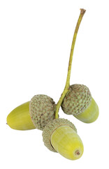 Glands de chêne	