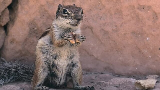 Atlash&ouml;rnchen beim Fressen, Grossaufnahme, Atlantoxerus getulus