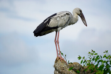 colored stork niin yala national park