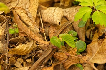 brown lizard in a forest in thuringia