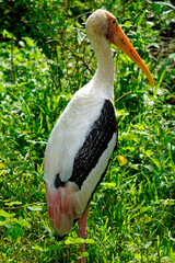 colored stork niin yala national park