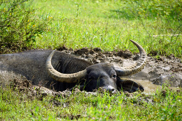 Obraz premium buffalo in yala national park