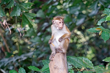 Wild living monkeys in the jungle near ella
