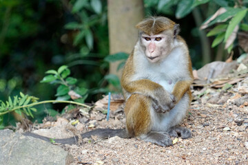 Wild living monkeys in the jungle near ella