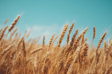 Fototapeta premium sunlit wheat field with clear blue sky minimalistic perspective golden hues capturing rural serenity