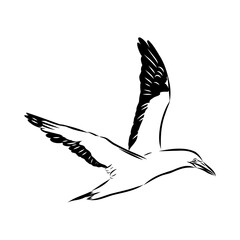 booby. Line drawing. Black and white illustration. Vector.