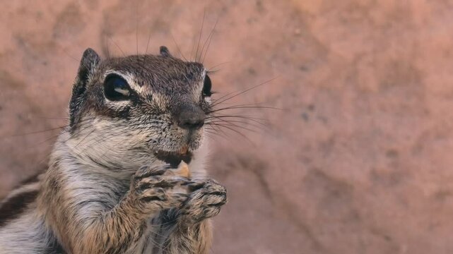Atlash&ouml;rnchen beim Fressen, Grossaufnahme, Atlantoxerus getulus