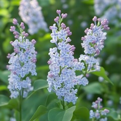 Obraz premium Stunning Light Blue Lilac Blossoms in Spring Garden